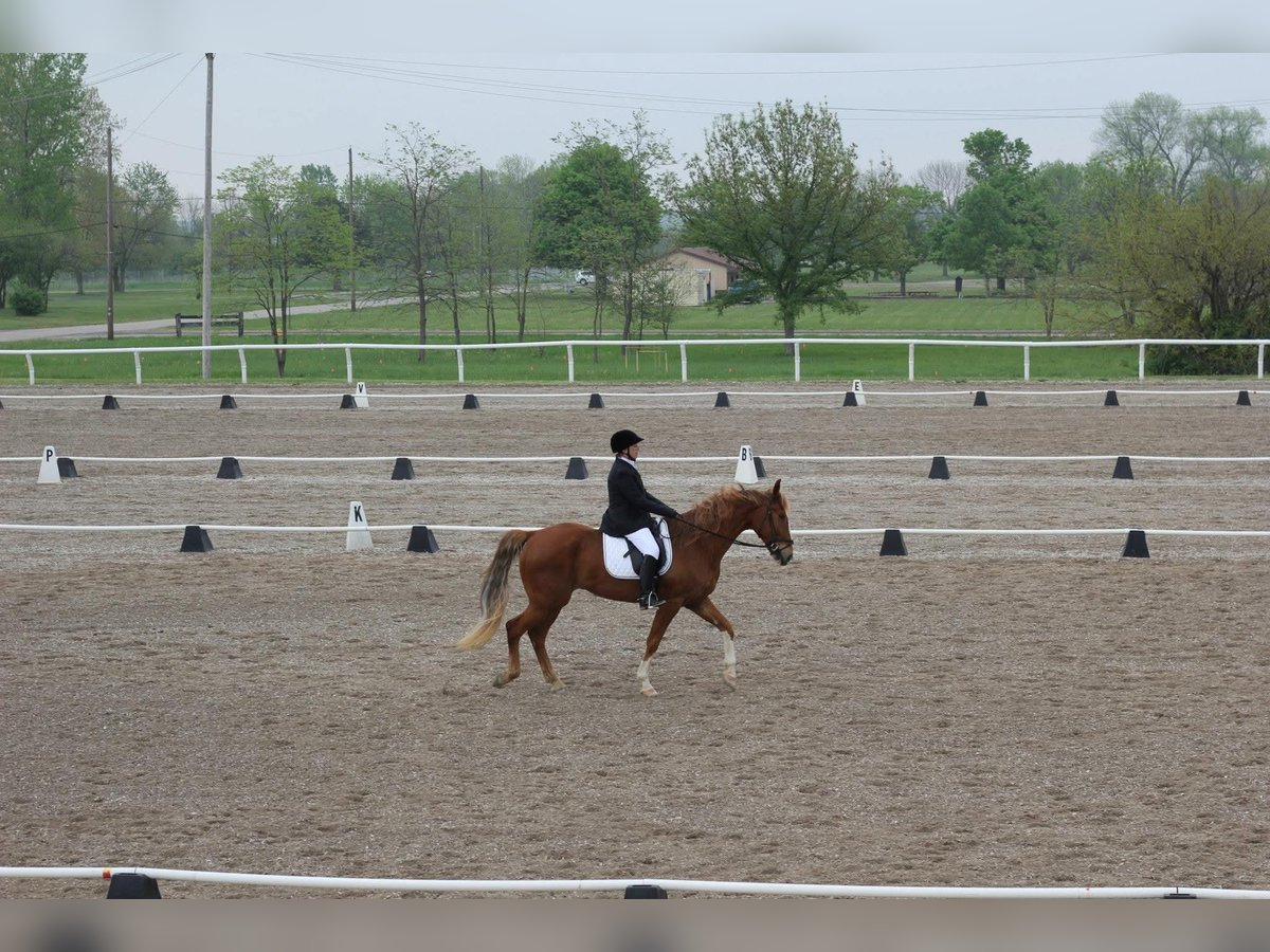 Tennessee Walking Horse Castrone 19 Anni 163 cm Sauro ciliegia in Jamestown, tn