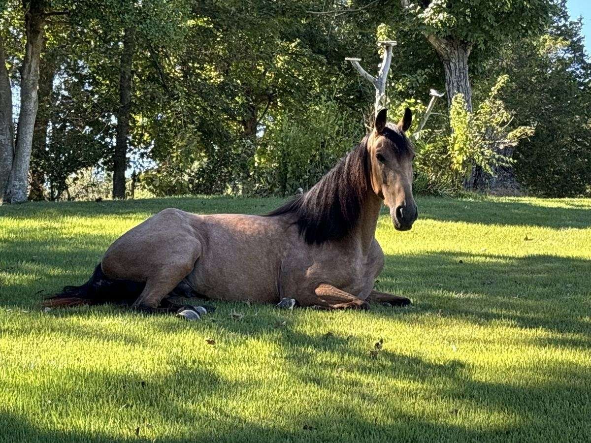 Tennessee Walking Horse Castrone 2 Anni 152 cm Pelle di daino in Addison