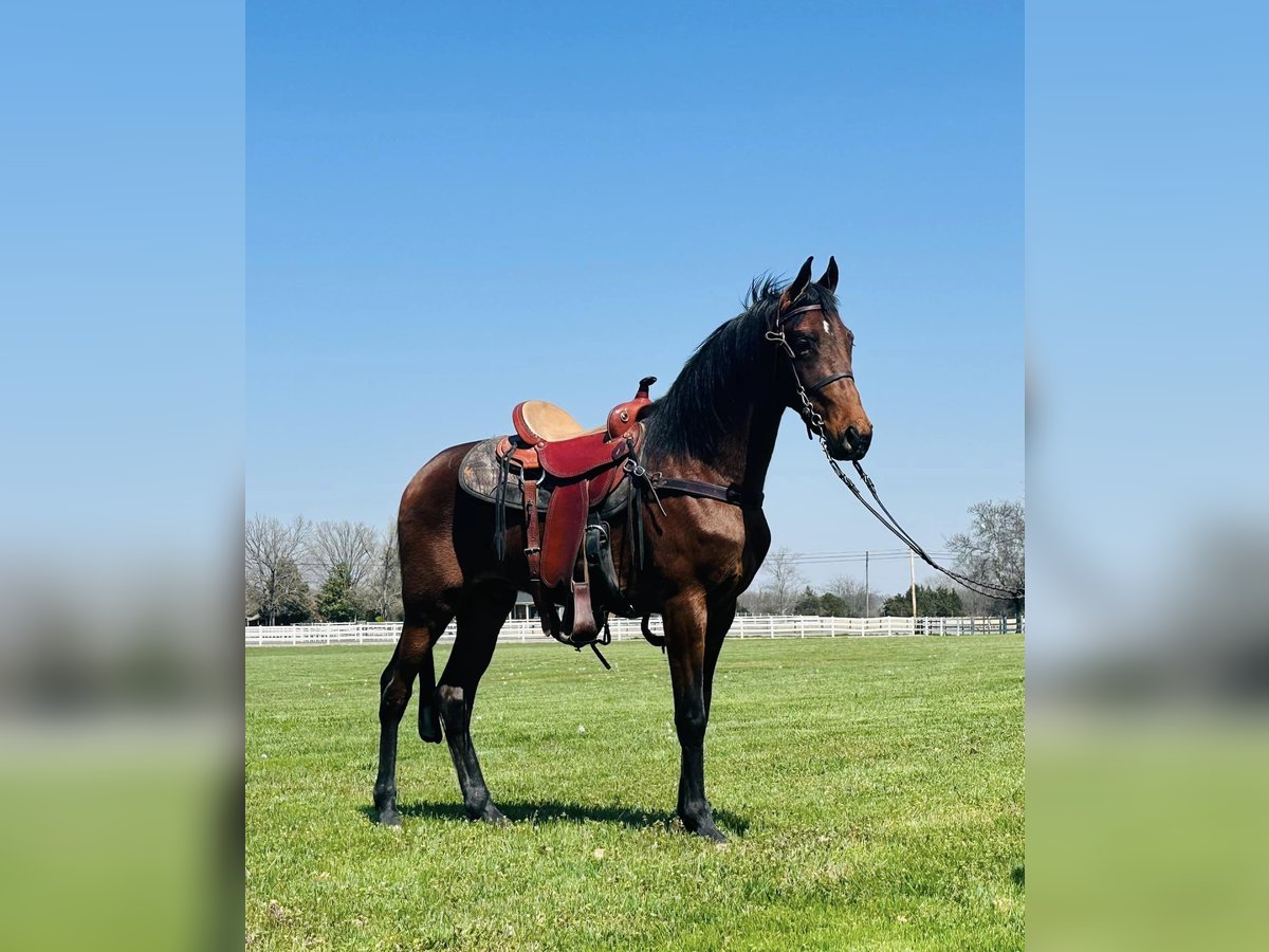 Tennessee Walking Horse Castrone 3 Anni 152 cm Baio ciliegia in Lewisburg, TN