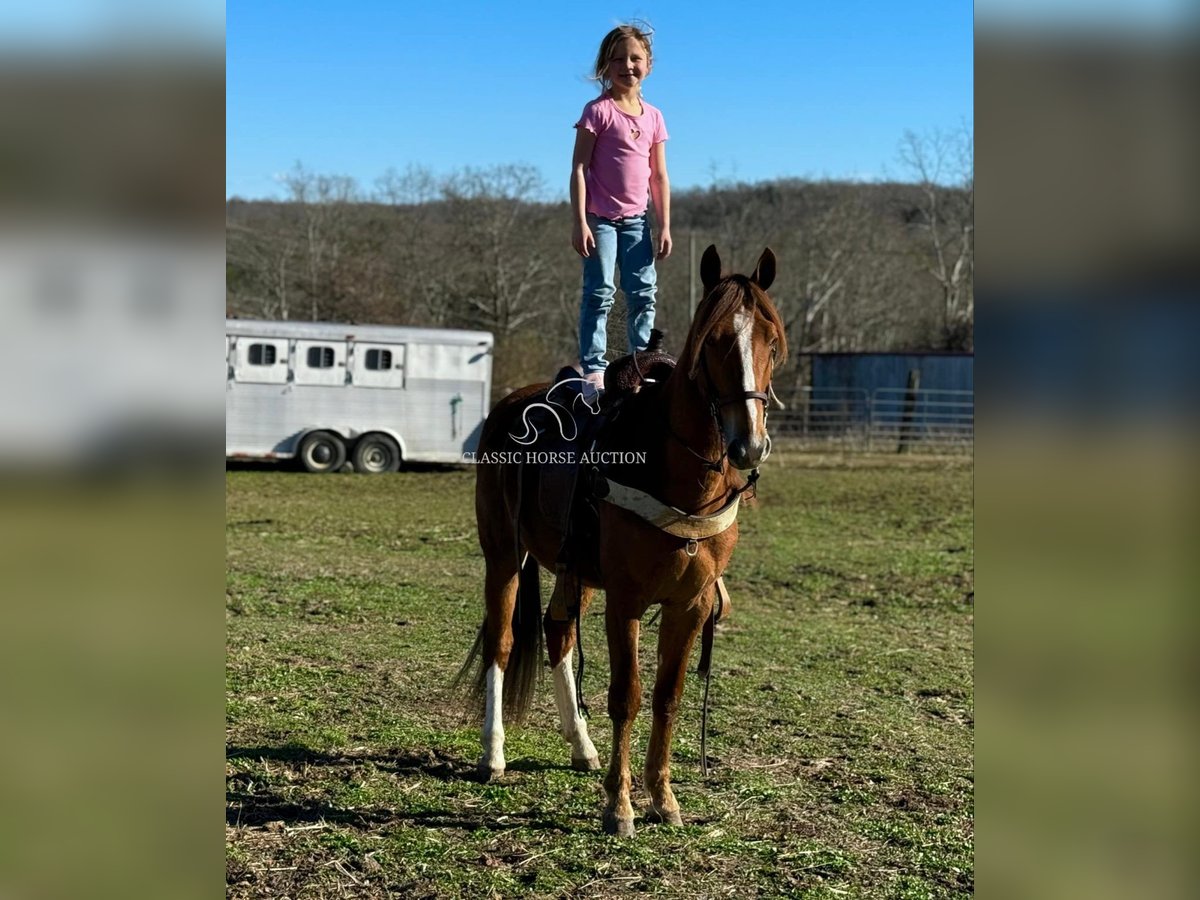 Tennessee Walking Horse Castrone 4 Anni 142 cm Sauro ciliegia in Parkers Lake, KY