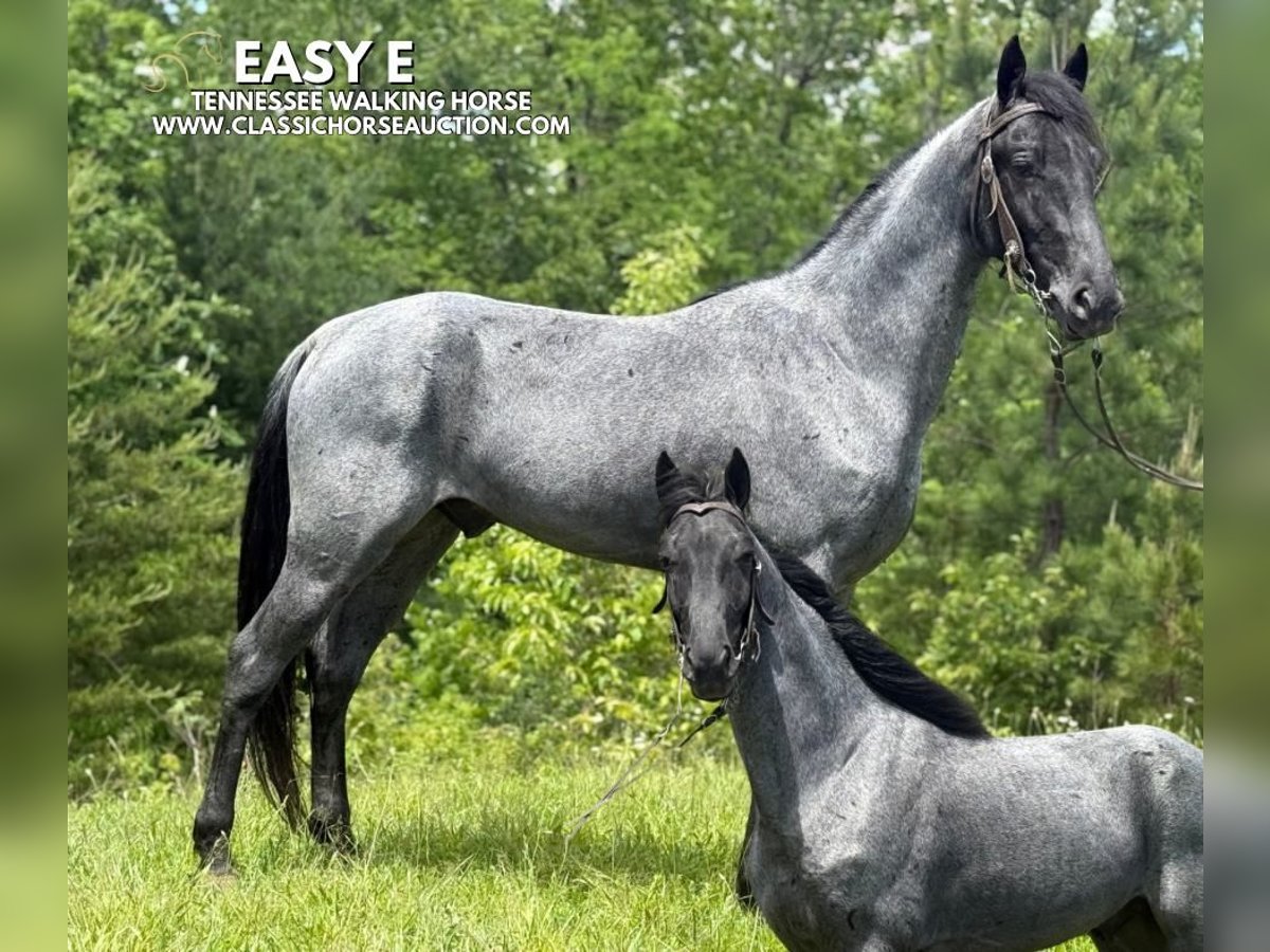 Tennessee Walking Horse Castrone 4 Anni 152 cm Roano blu in Whitley City, KY