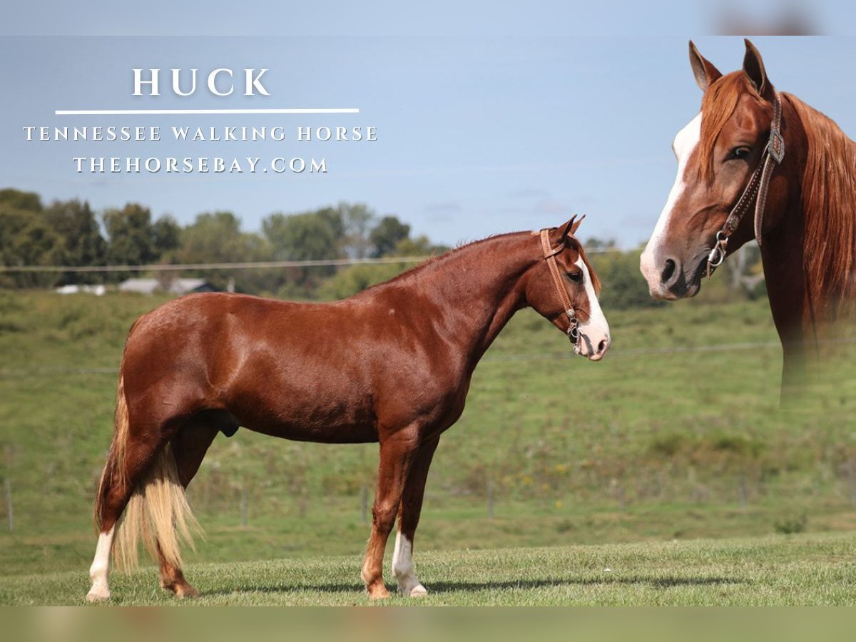 Tennessee Walking Horse Castrone 5 Anni 150 cm Sauro scuro in Parkers Lake, KY