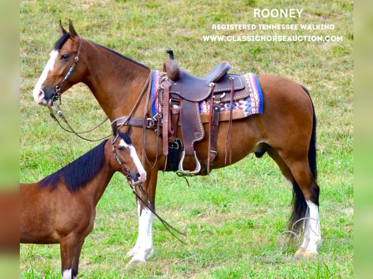 Tennessee Walking Horse Castrone 5 Anni 152 cm Baio ciliegia in Salyersville, KY