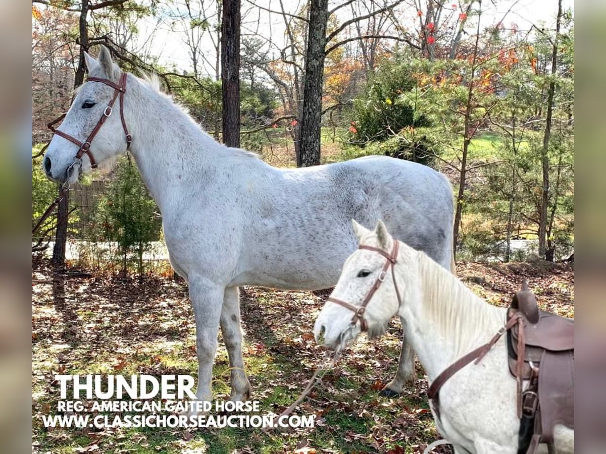 Tennessee Walking Horse Castrone 5 Anni 152 cm Grigio in Winchester