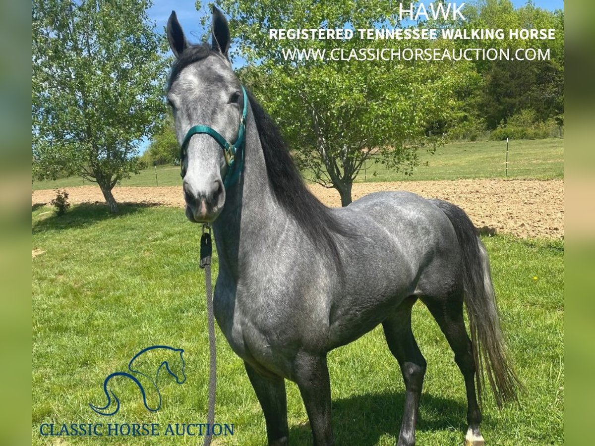 Tennessee Walking Horse Castrone 5 Anni 152 cm Grigio in Albany, KY