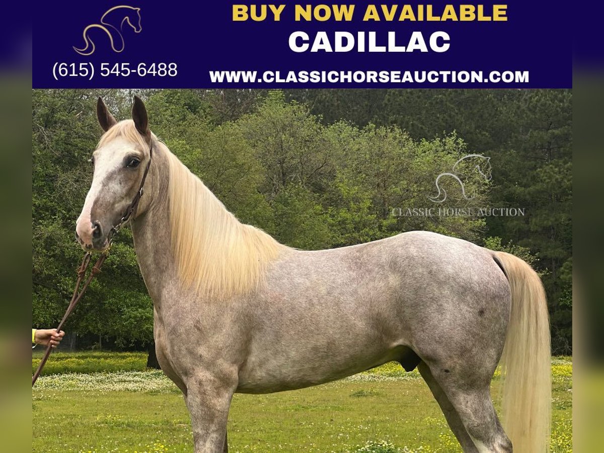 Tennessee Walking Horse Castrone 5 Anni 152 cm Sabino in independence, la