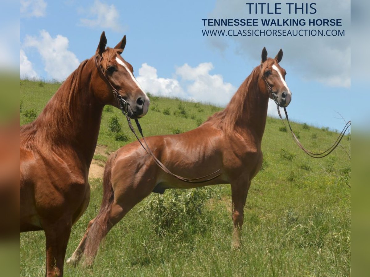 Tennessee Walking Horse Castrone 6 Anni 152 cm Palomino in Hustonville, KY