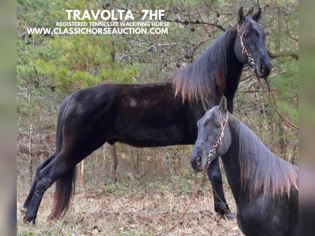 Tennessee Walking Horse Castrone 6 Anni 152 cm in HUSTONVILLE, KY