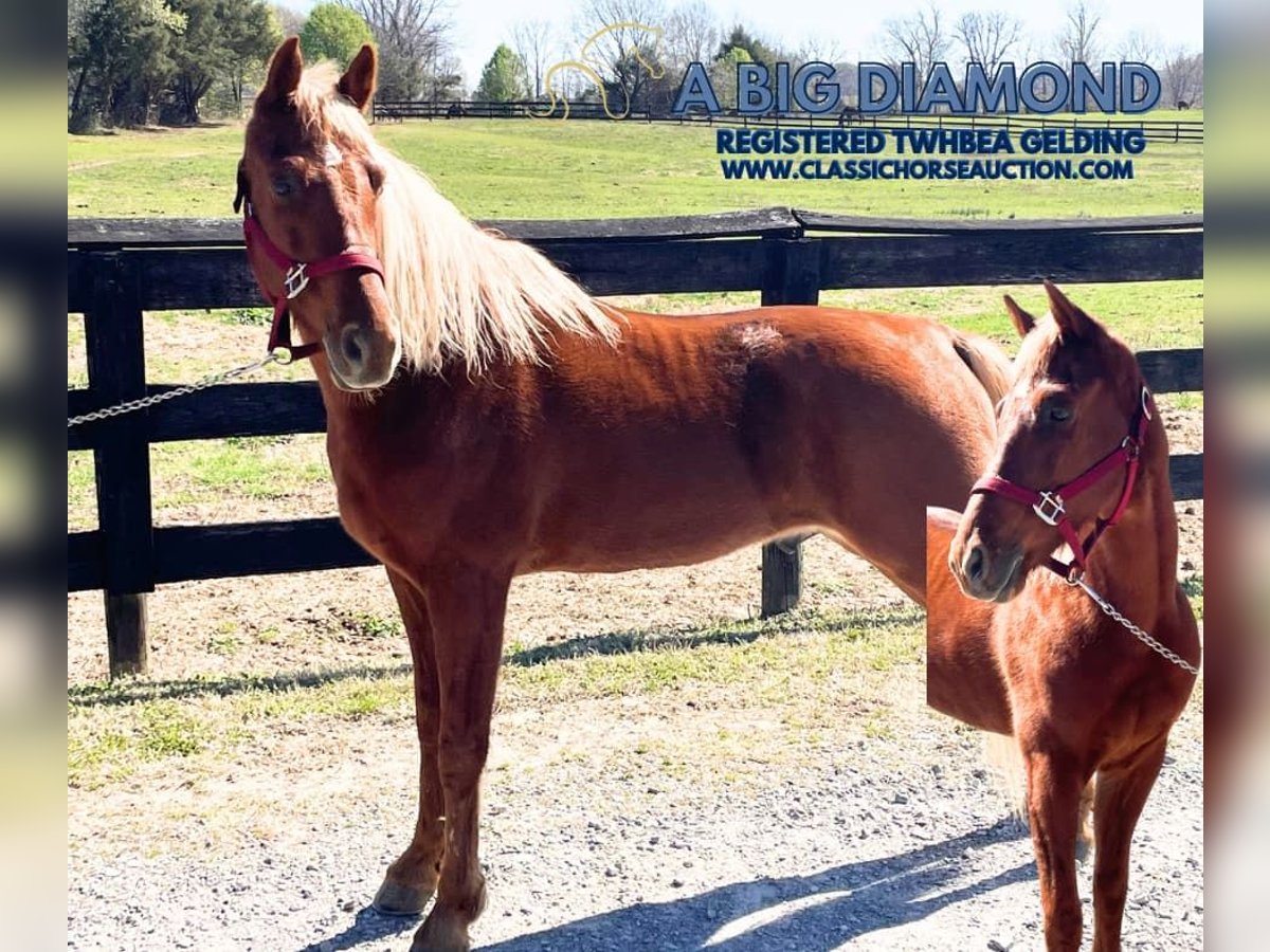Tennessee Walking Horse Castrone 6 Anni 152 cm in Dyersburg, TN