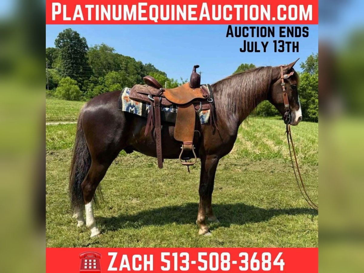 Tennessee Walking Horse Castrone 6 Anni 155 cm Sauro scuro in Moscow, OH