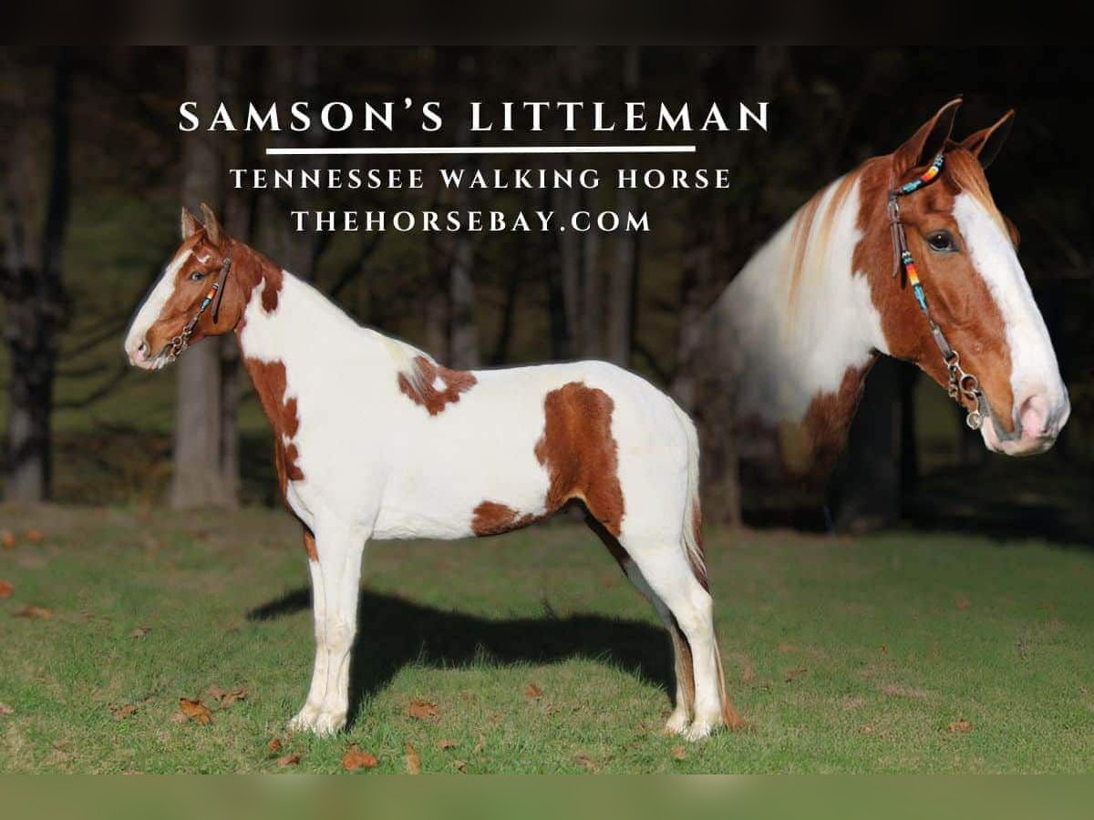 Tennessee Walking Horse Castrone 6 Anni 157 cm Sauro scuro in Mount Vernon, KY