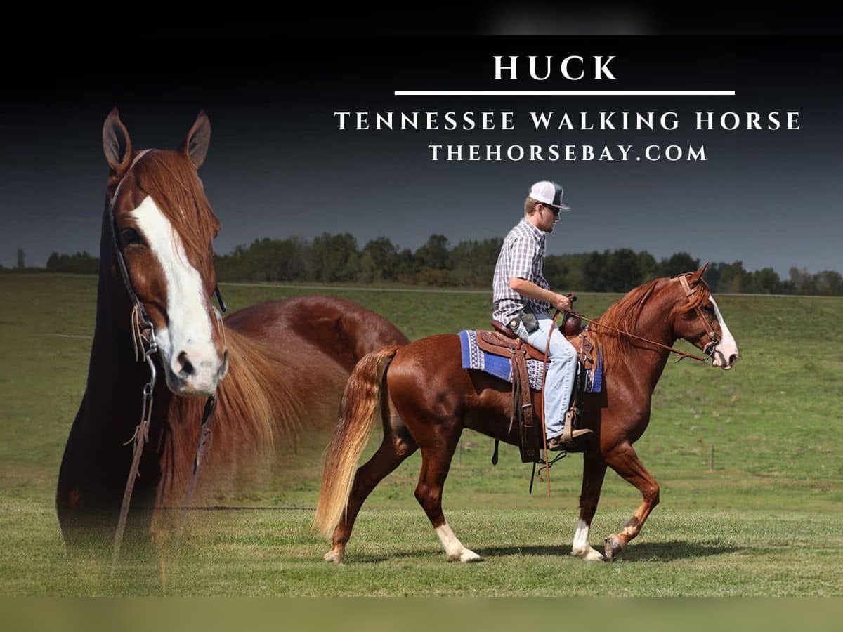 Tennessee Walking Horse Castrone 6 Anni Sauro ciliegia in Parkers Lake, KY