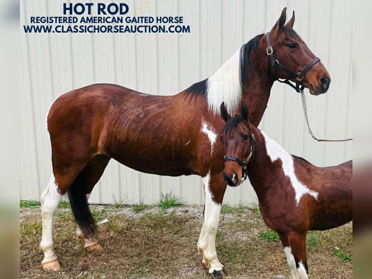 Tennessee Walking Horse Castrone 7 Anni 142 cm Tobiano-tutti i colori in Tompkinsville, KY