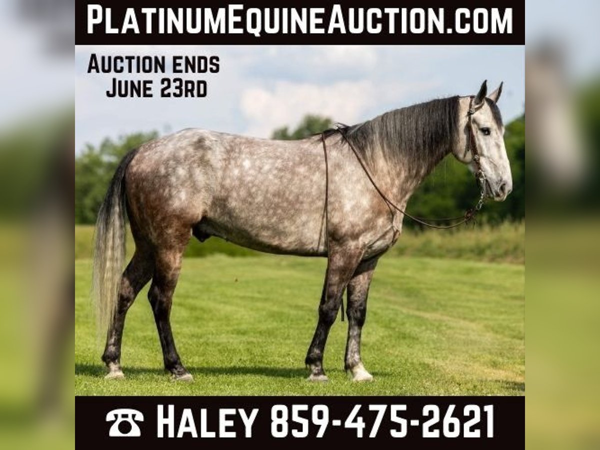 Tennessee Walking Horse Castrone 7 Anni 160 cm Grigio pezzato in Ewing KY