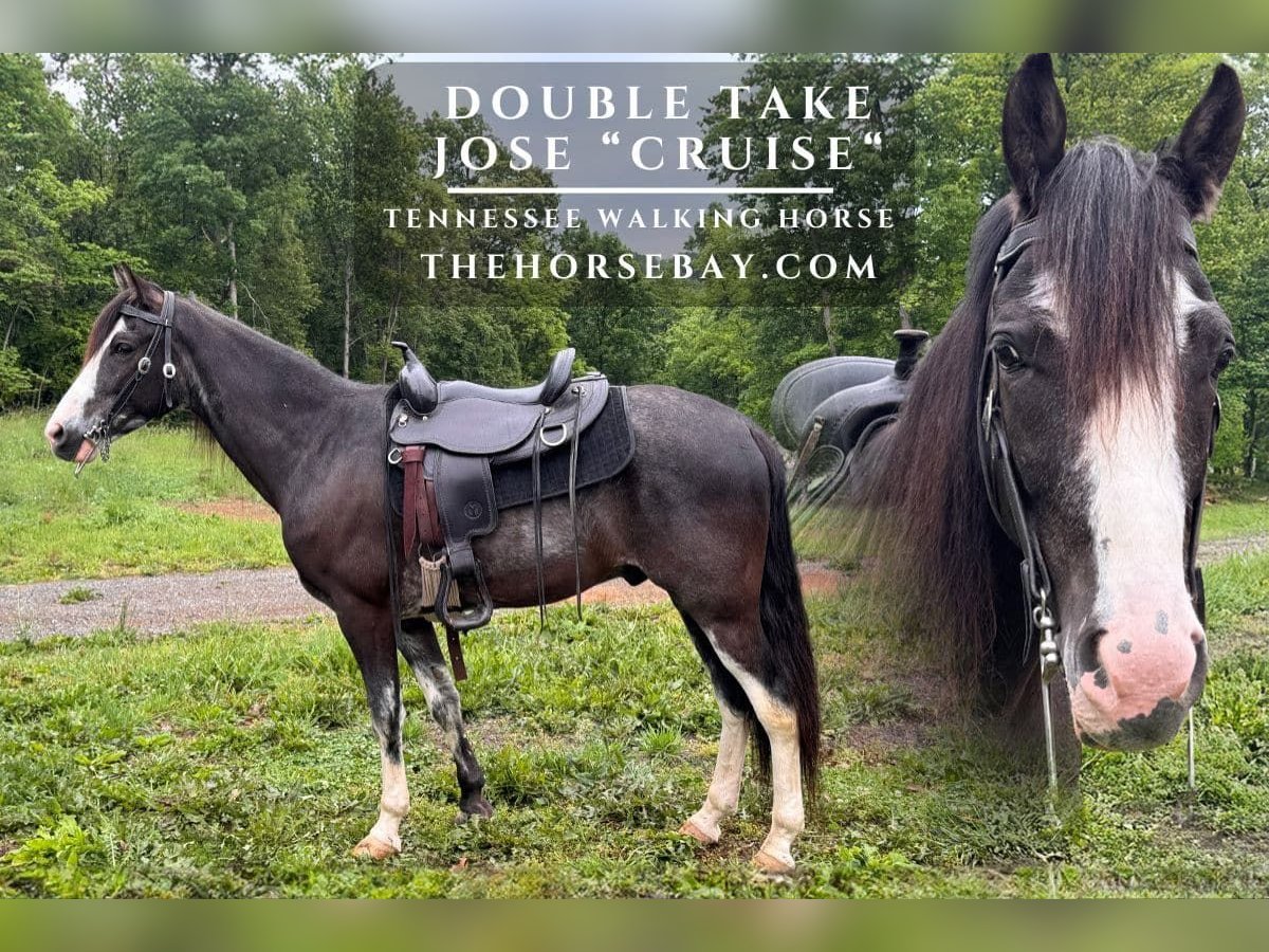 Tennessee Walking Horse Castrone 7 Anni 163 cm Baio nero in Waynesboro, VA