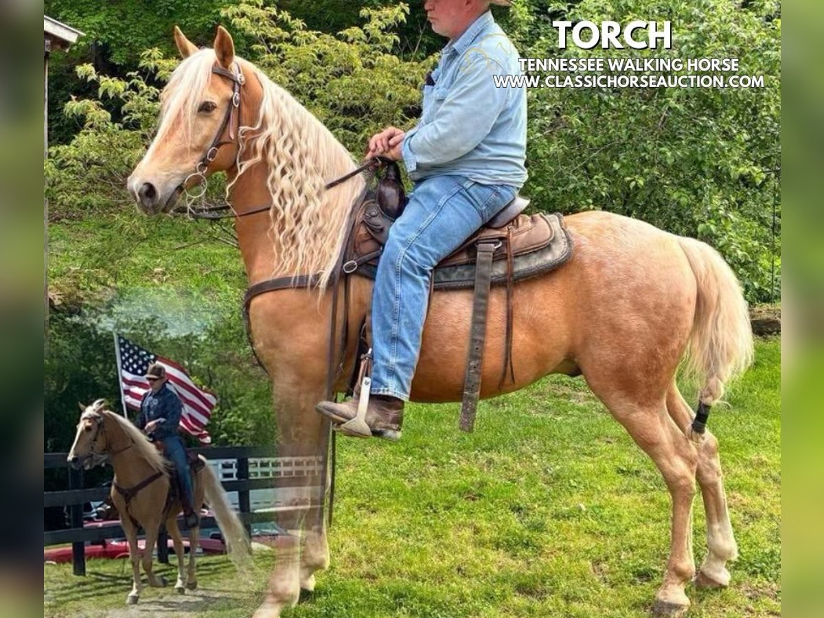Tennessee Walking Horse Castrone 8 Anni 152 cm Palomino in Grayson, ky