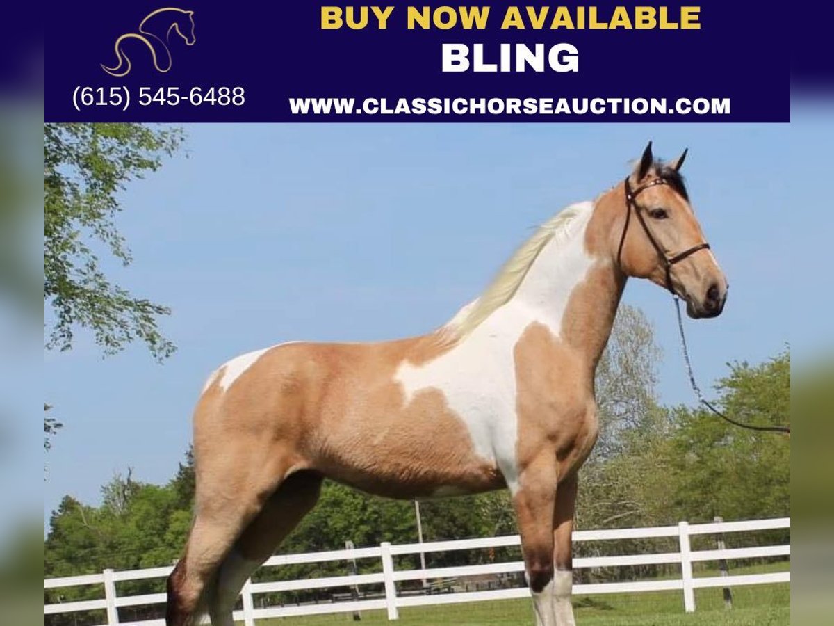 Tennessee Walking Horse Castrone 8 Anni 163 cm Pelle di daino in Lewisburg, TN