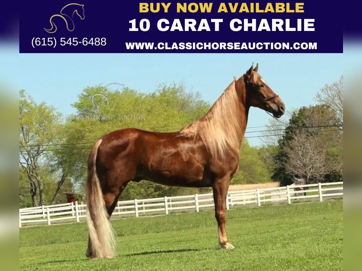 Tennessee Walking Horse Castrone 8 Anni 163 cm Sauro scuro in Lewisburg, TN