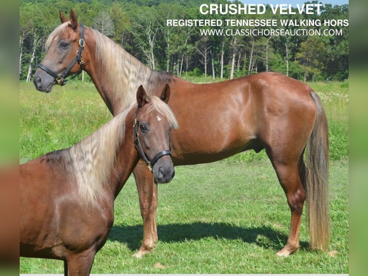 Tennessee Walking Horse Castrone 9 Anni 152 cm Sauro scuro in Park Hills,MO