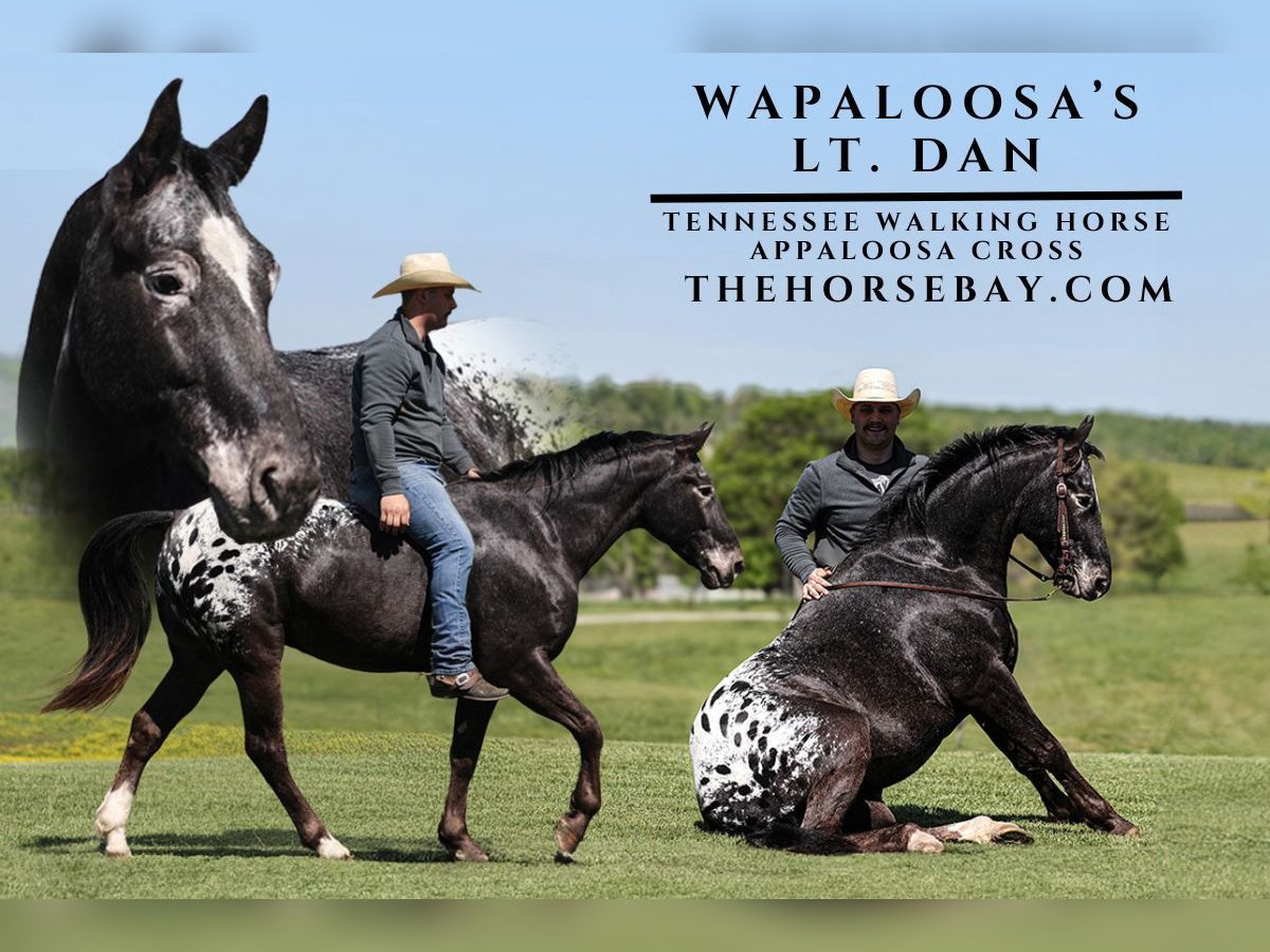 Tennessee Walking Horse Mix Castrone 9 Anni 155 cm Morello in Parkers Lake, KY