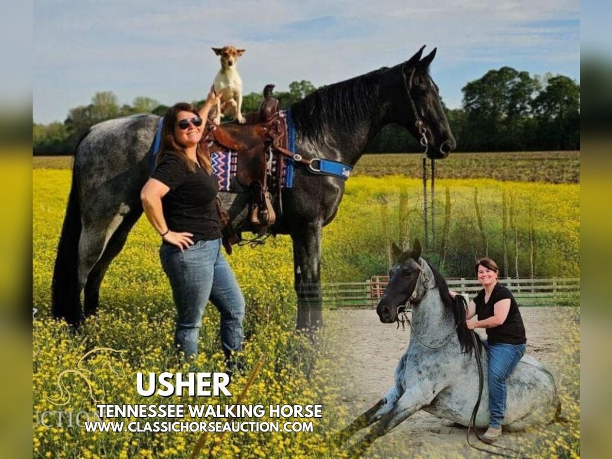 Tennessee Walking Horse Castrone 9 Anni 163 cm in Phoenix, AZ
