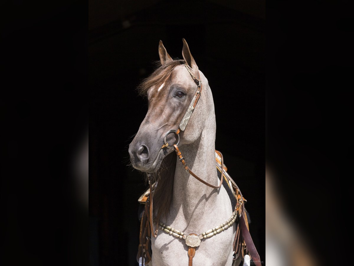 Tennessee walking horse Étalon 15 Ans 160 cm Rouan Rouge in Wemding