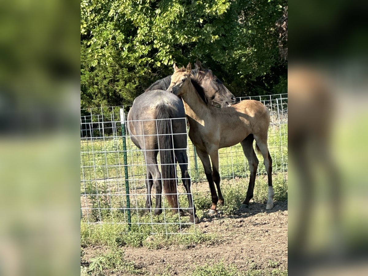 Tennessee walking horse Étalon Buckskin in Seagoville