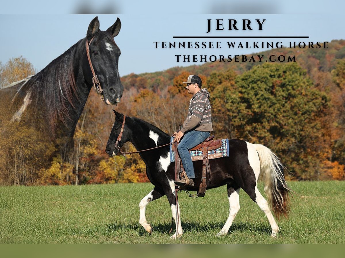 Tennessee walking horse Gelding 10 years 15,2 hh Tobiano-all-colors in Parkers Lake, KY