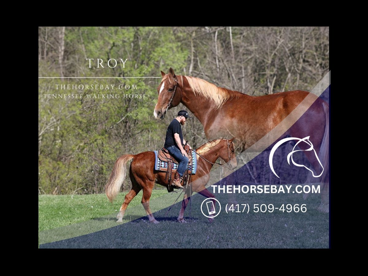 Tennessee walking horse Gelding 10 years Sorrel in Jamestown, KY