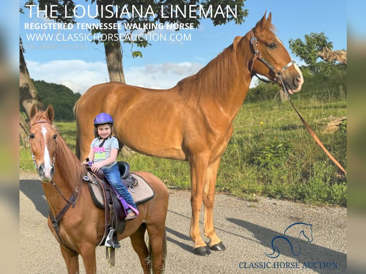 Tennessee walking horse Gelding 11 years 15 hh in Sneedville,TN