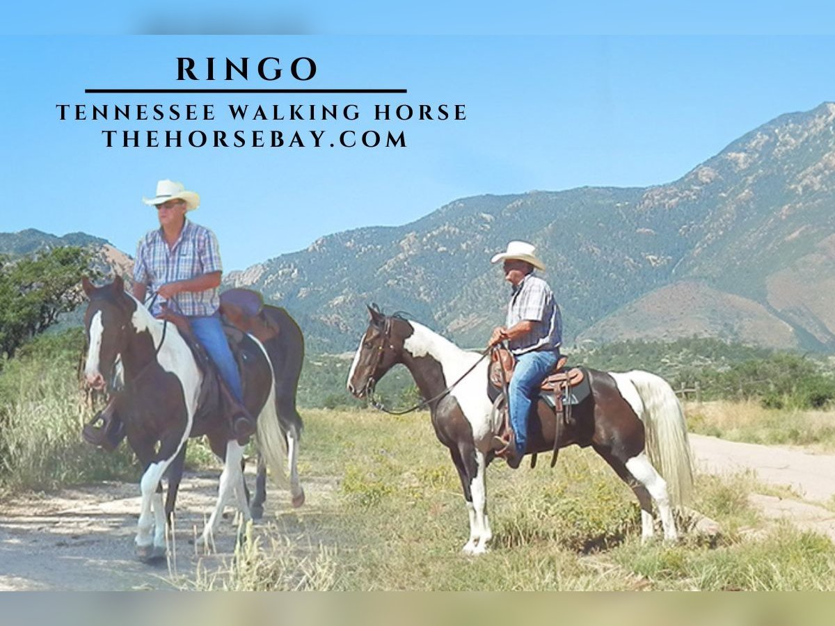 Tennessee walking horse Gelding 12 years 15 hh Tobiano-all-colors in Calhan, CO