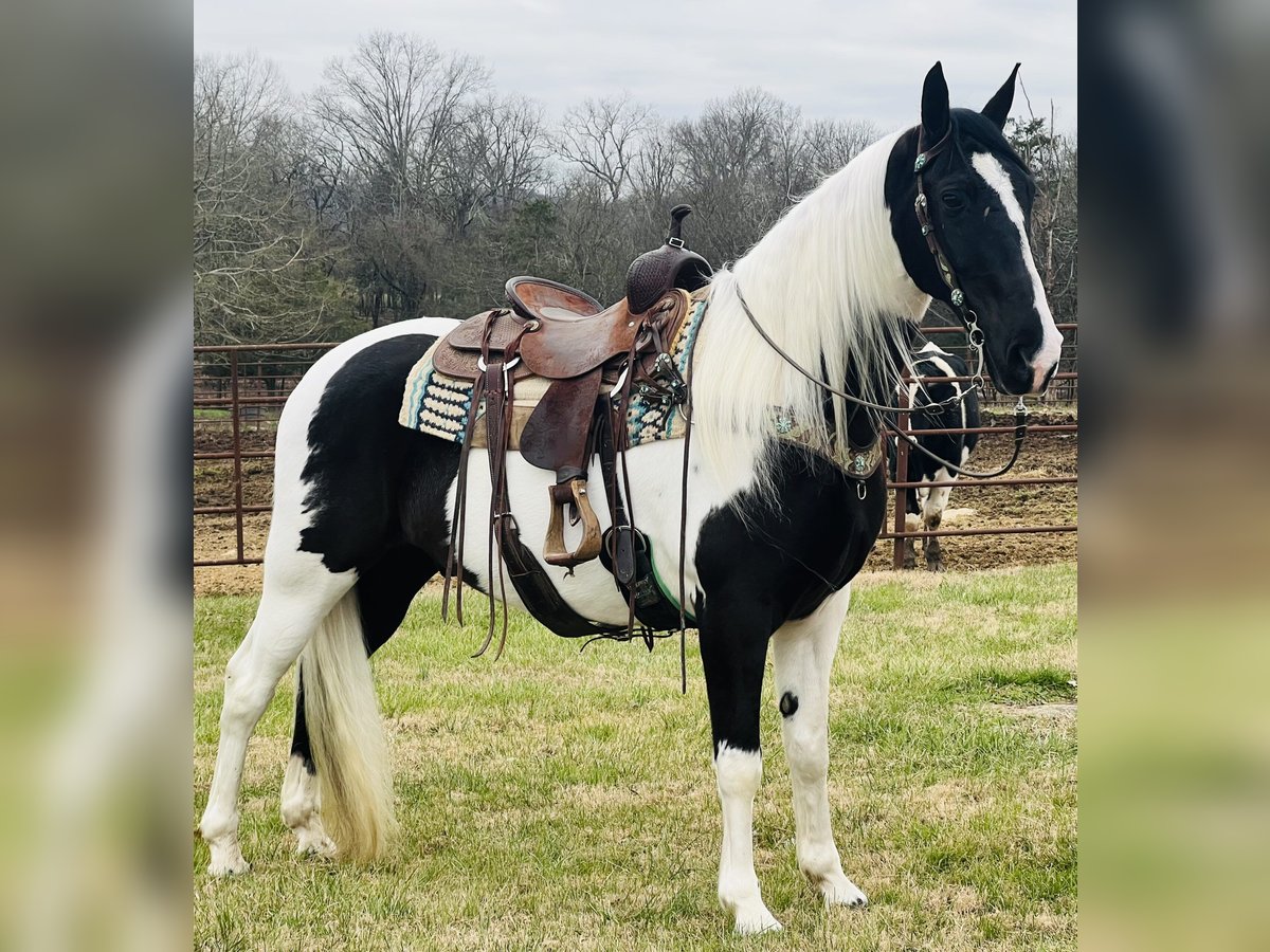 Tennessee walking horse Gelding 12 years 16 hh Tobianoallcolors in