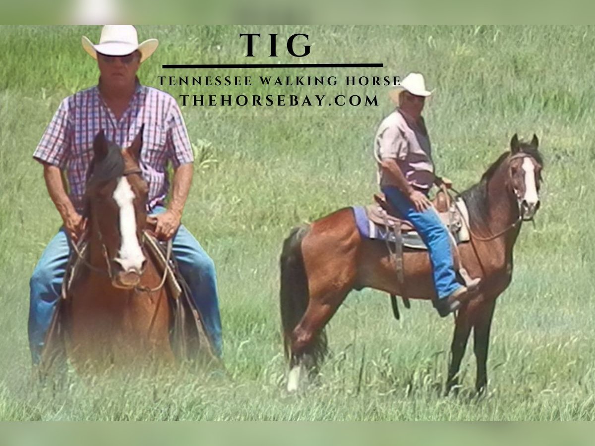 Tennessee walking horse Gelding 12 years Bay in Calhan, CO