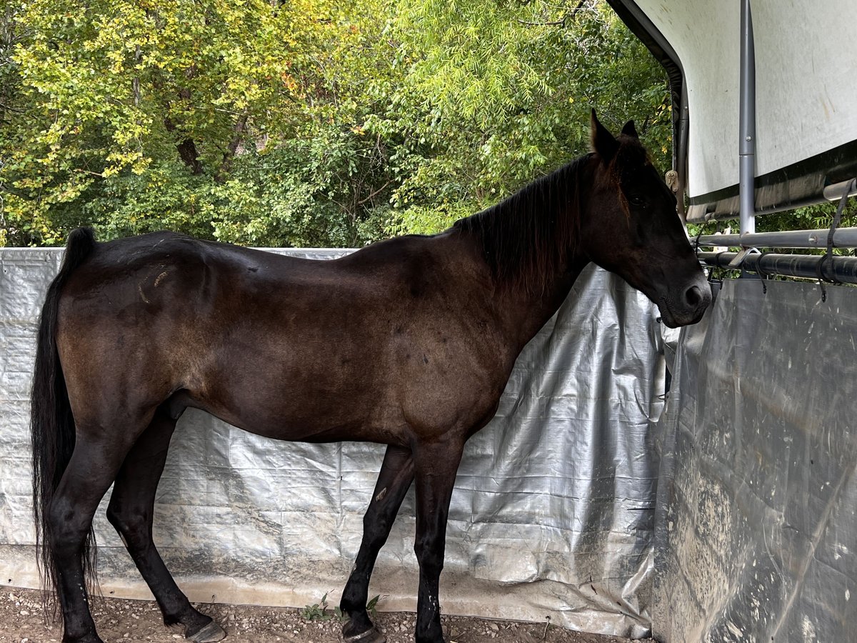 Tennessee walking horse Gelding 13 years 15,2 hh Black in Tellico Plains