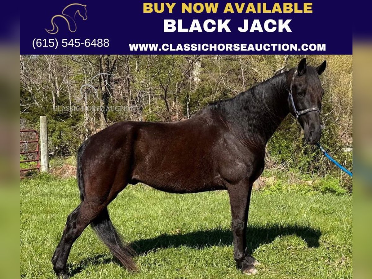 Tennessee walking horse Gelding 13 years 15 hh Black in Lancaster, KY