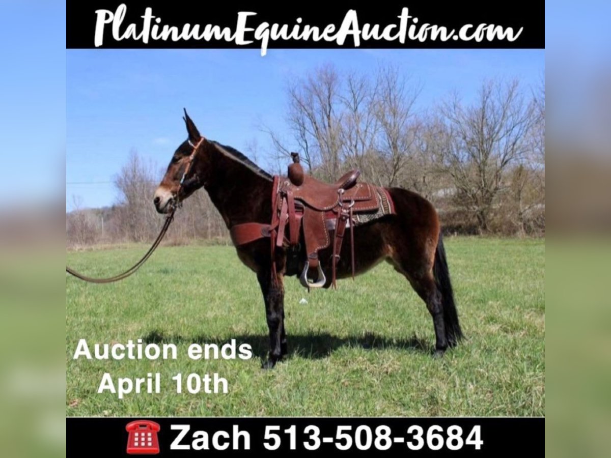 Tennessee walking horse Gelding 14 years 14,1 hh Bay in Salyersville KY