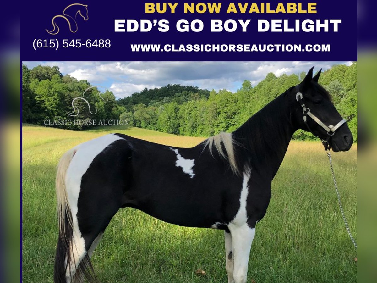 Tennessee walking horse Gelding 14 years 15 hh Black in Rockholds, KY