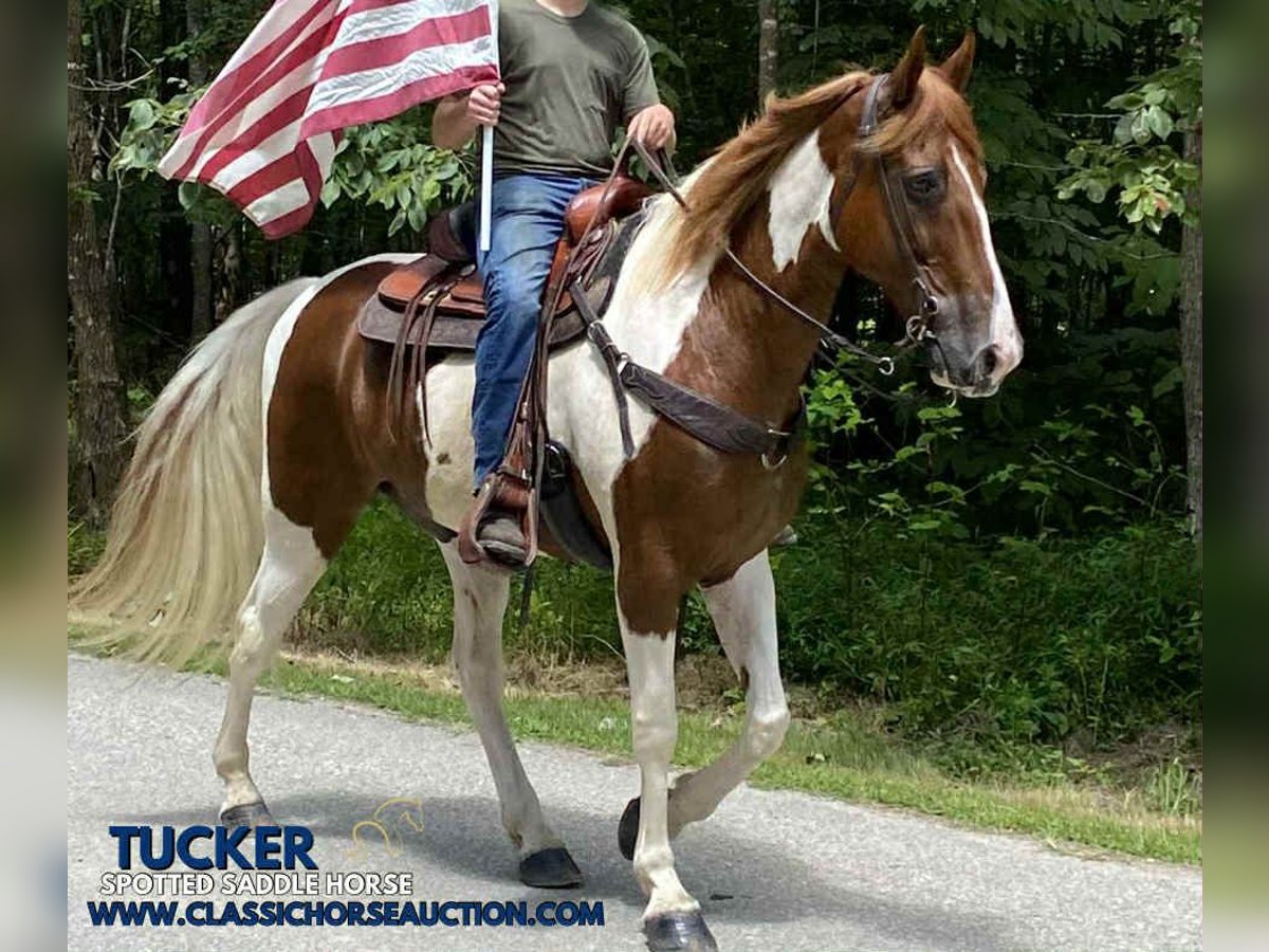 Tennessee walking horse Gelding 14 years 15 hh Sorrel in Grayson, KY