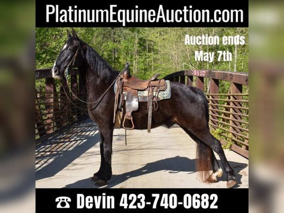 Tennessee walking horse Gelding 14 years Black in Cleveland TN