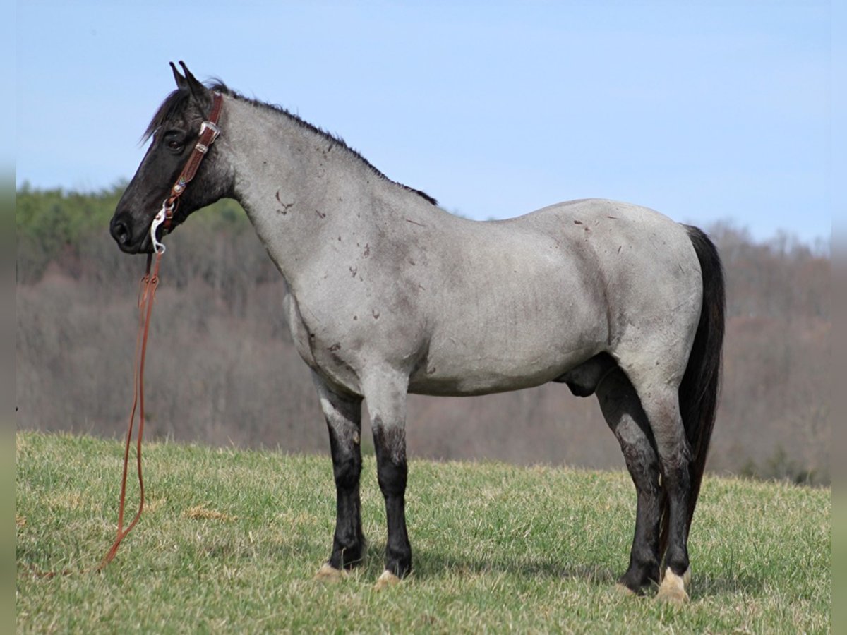 Tennessee walking horse Gelding 14 years Roan-Blue in Brodhead KY