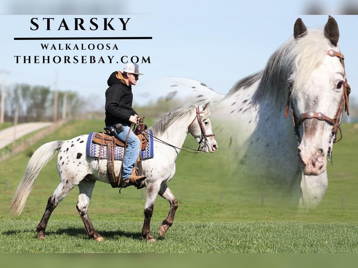 Tennessee walking horse Mix Gelding 15 years 14,2 hh Grey-Fleabitten in Parkers Lake, KY