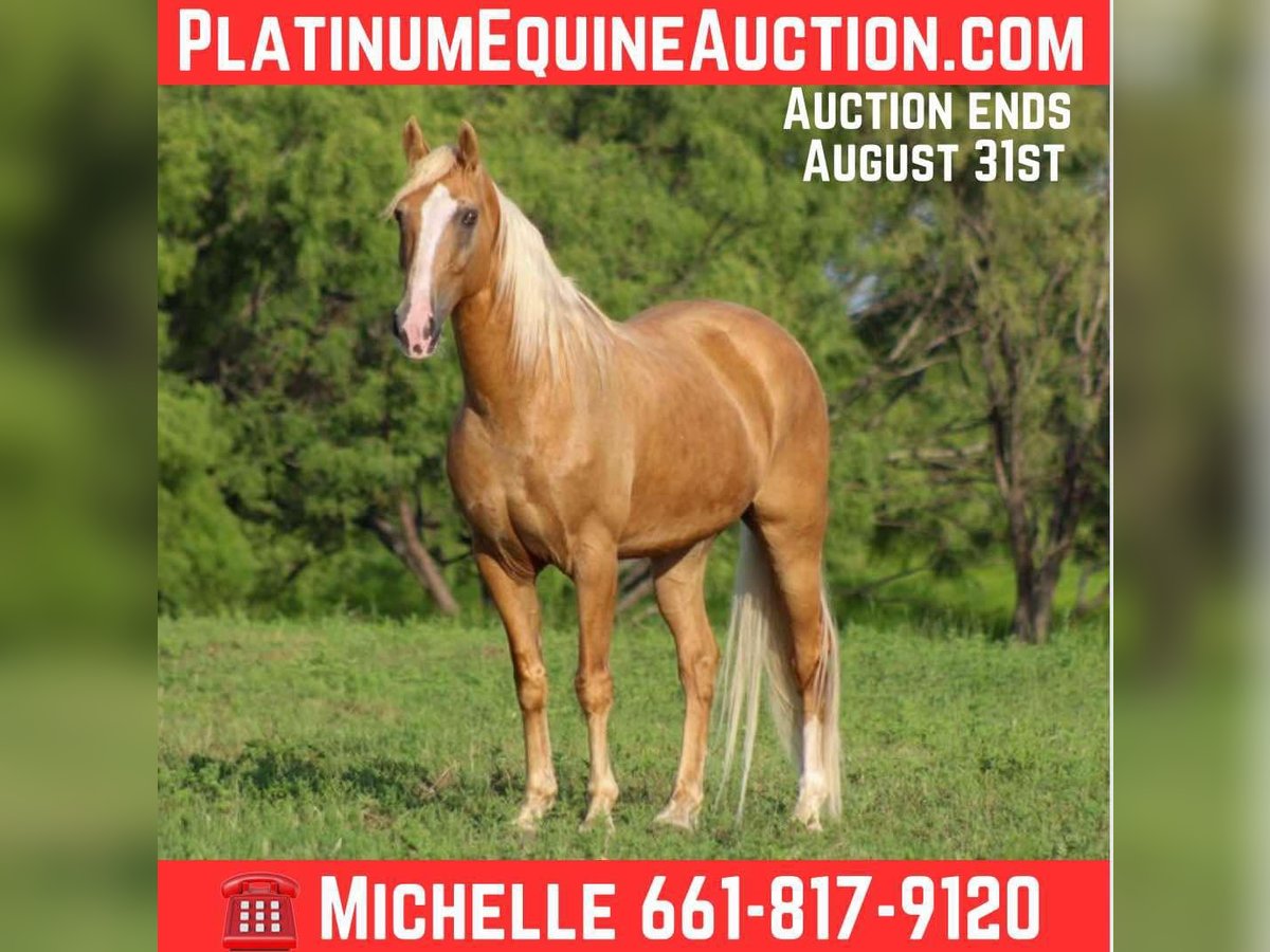 Tennessee walking horse Gelding 15 years 15 hh Palomino in stephenville TX