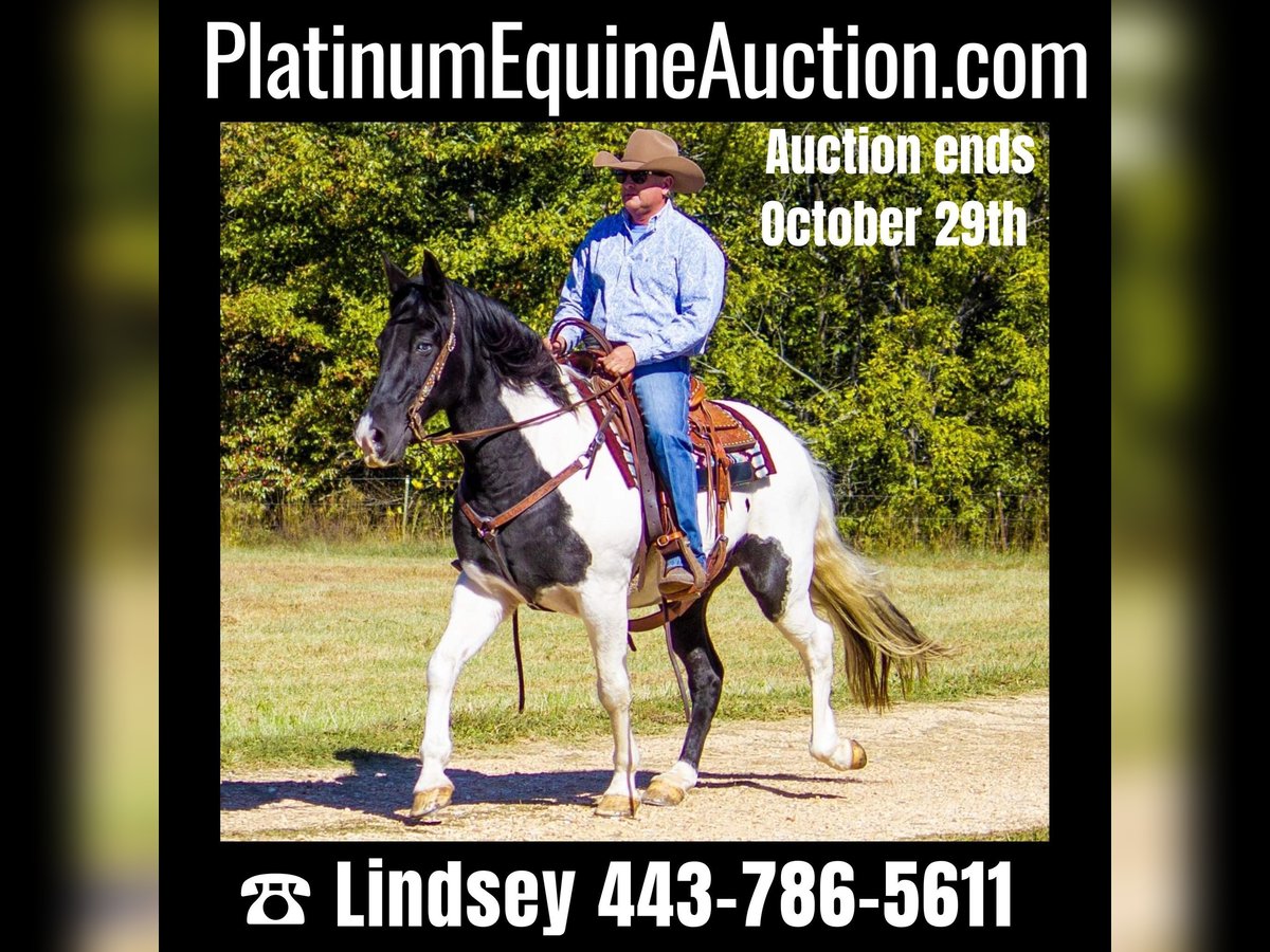Tennessee walking horse Gelding 15 years 15 hh Tobiano-all-colors in Mountain Grove MO