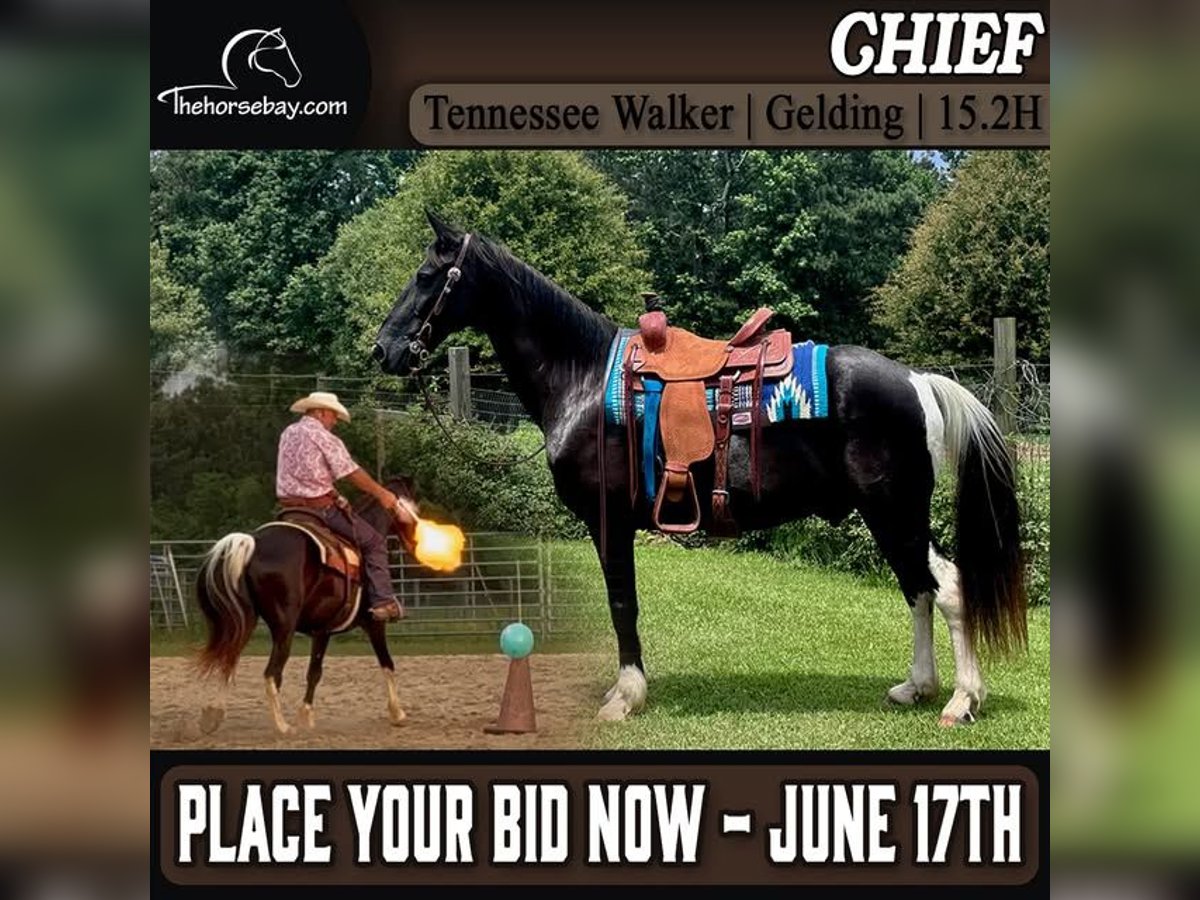 Tennessee walking horse Gelding 15 years 15 hh Tobiano-all-colors in Kentwood, LA