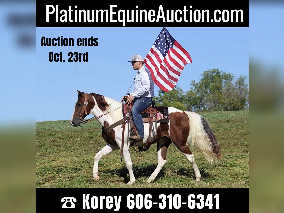 Tennessee walking horse Gelding 15 years Tobiano-all-colors in Whitley City KY