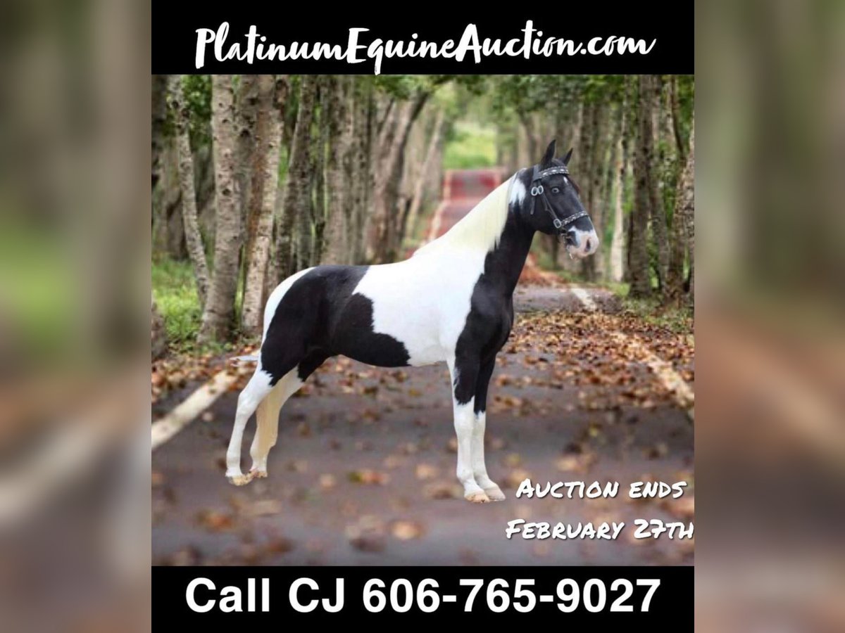 Tennessee walking horse Gelding 15 years Tobiano-all-colors in Whitley City, KY