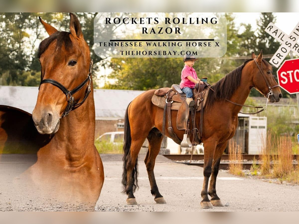 Tennessee walking horse Gelding 16 years 15,3 hh Bay in Sweetwater, TN