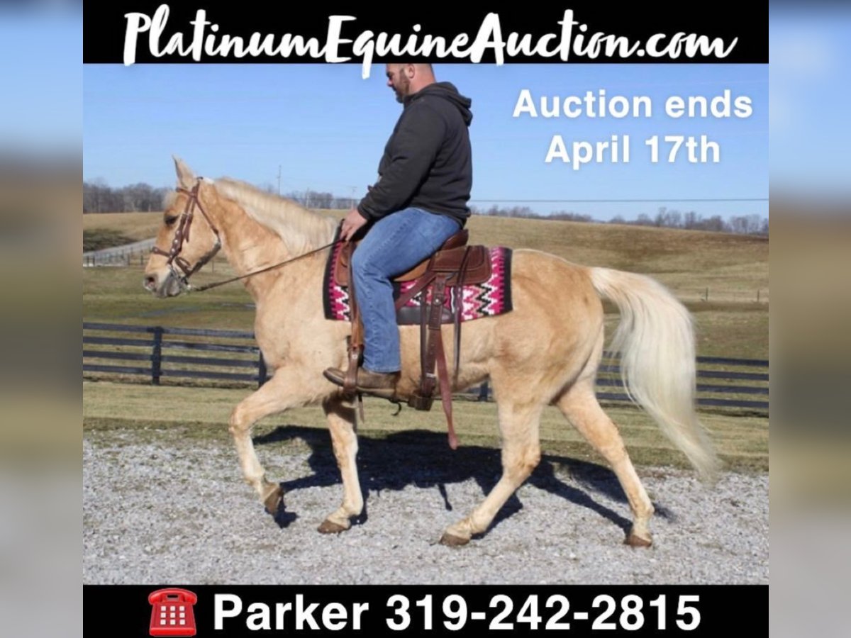 Tennessee walking horse Gelding 17 years 15 hh Palomino in Brodhead, KY