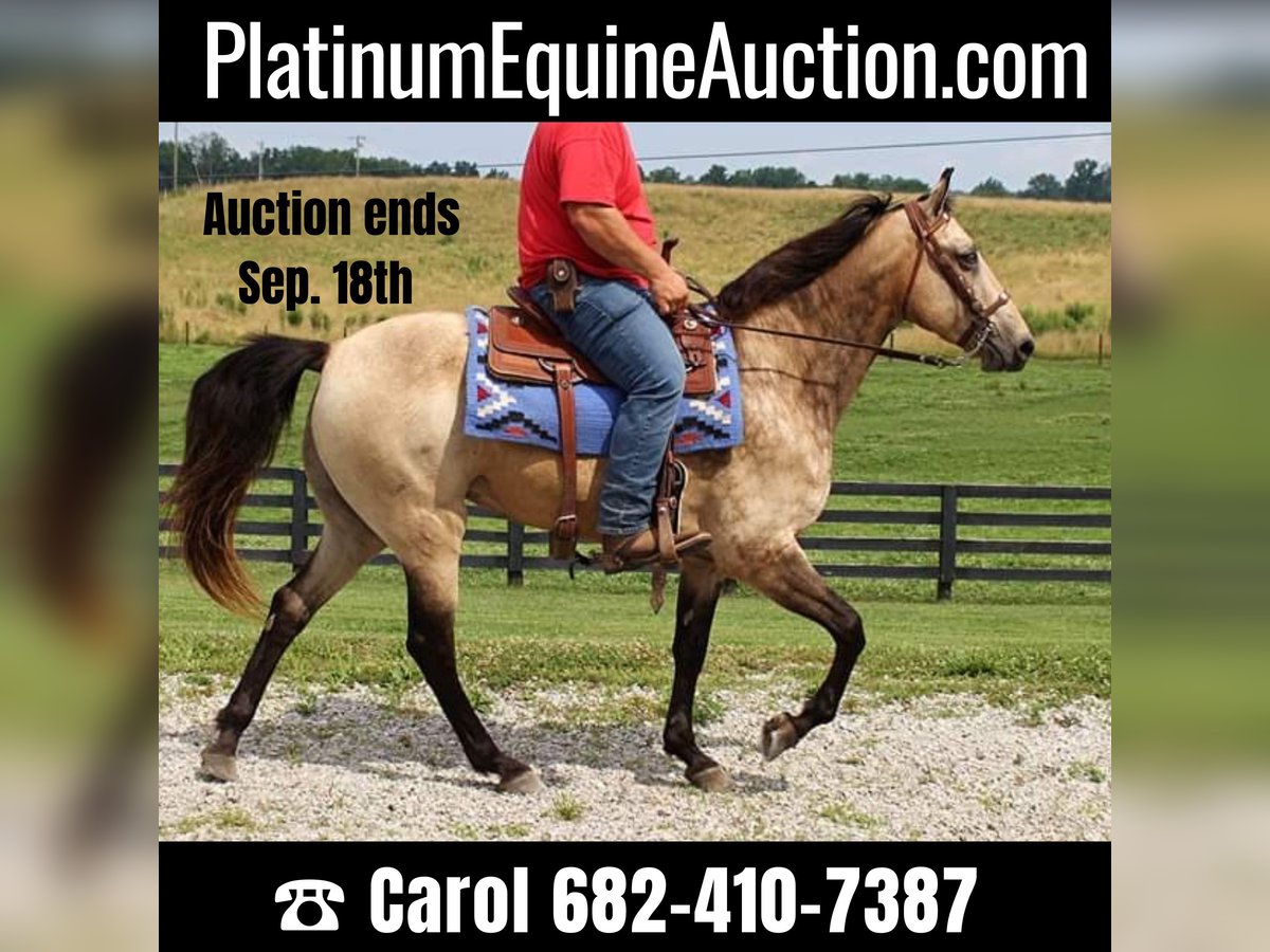 Tennessee walking horse Gelding 17 years 15,2 hh Buckskin in Emory TX