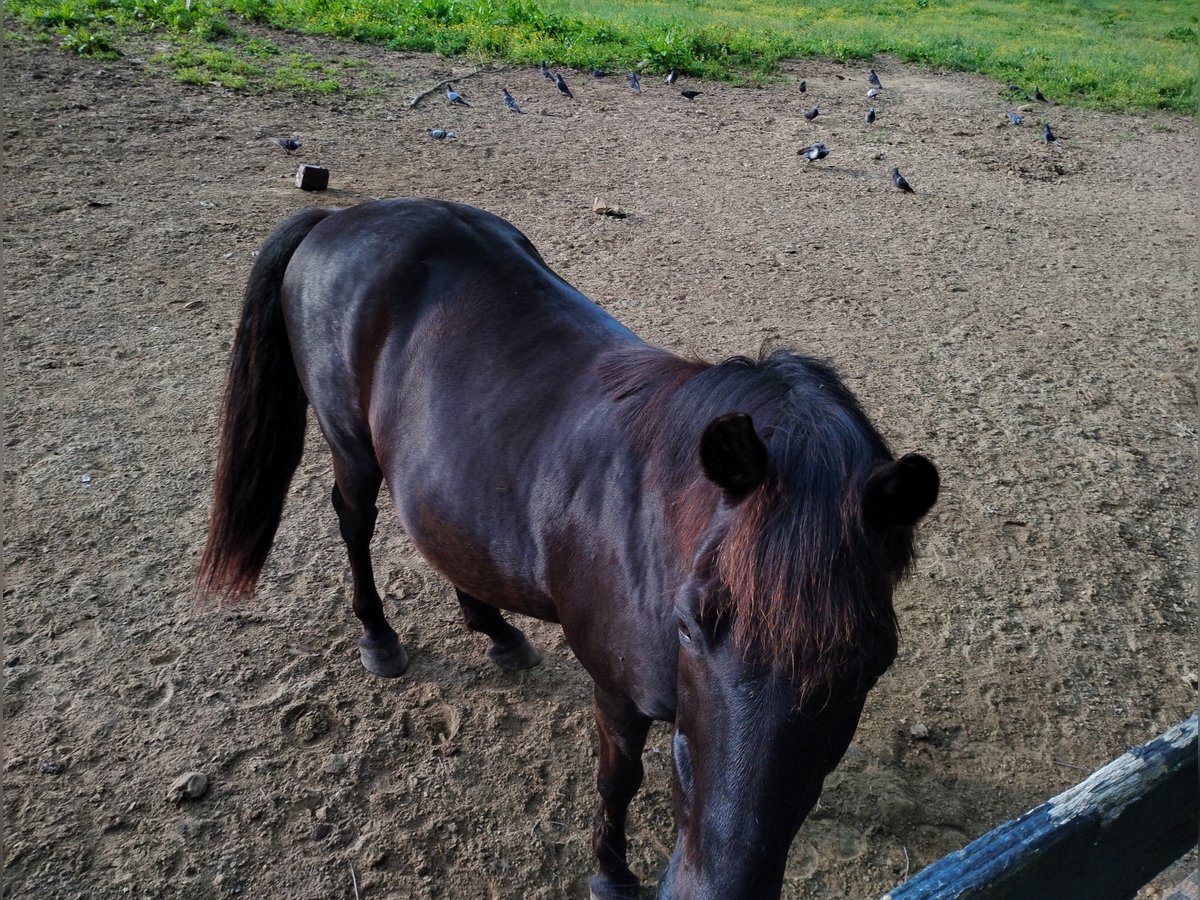 Tennessee walking horse Gelding 21 years 14 hh Brown in London
